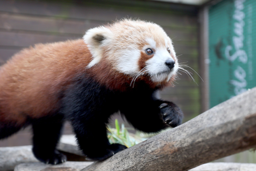 Saint-Quentin : le panda roux arrive au parc d’Isle mardi 21 avril !