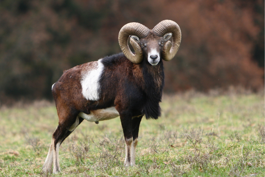 Chimay : mouflons importés illégalement, la justice tranche.