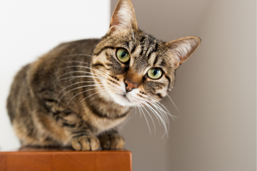 Wignehies : campagne de stérilisation des chats errants.