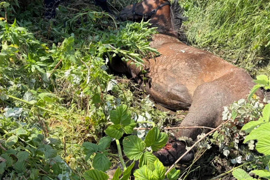 Nord : Un cheval grièvement blessé, deux autres tagués.