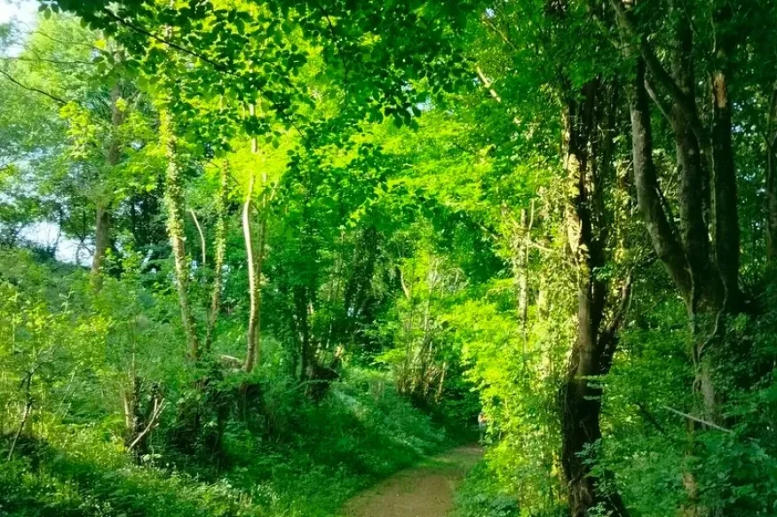 Fourmies : les sentiers de la forêt fermés après la tempête.