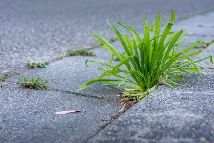 Saint-Michel : la commune rappelle les règles d'entretien des trottoirs.