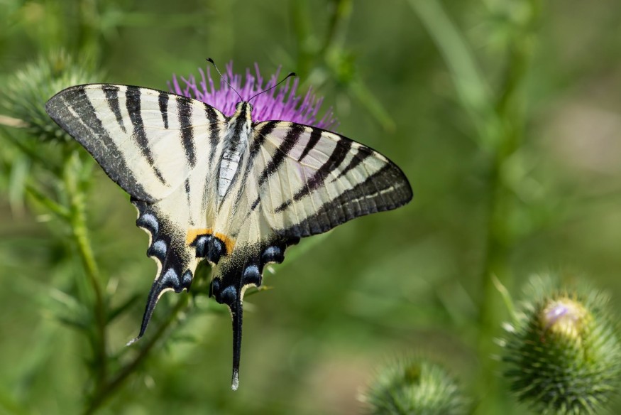 Eppe-Sauvage : un papillon rare observé en forêt domaniale.