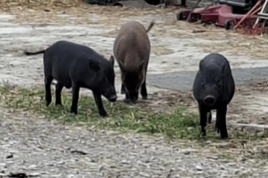 Anor : trois animaux tués par balles, une plainte déposée par une association de protection animale.