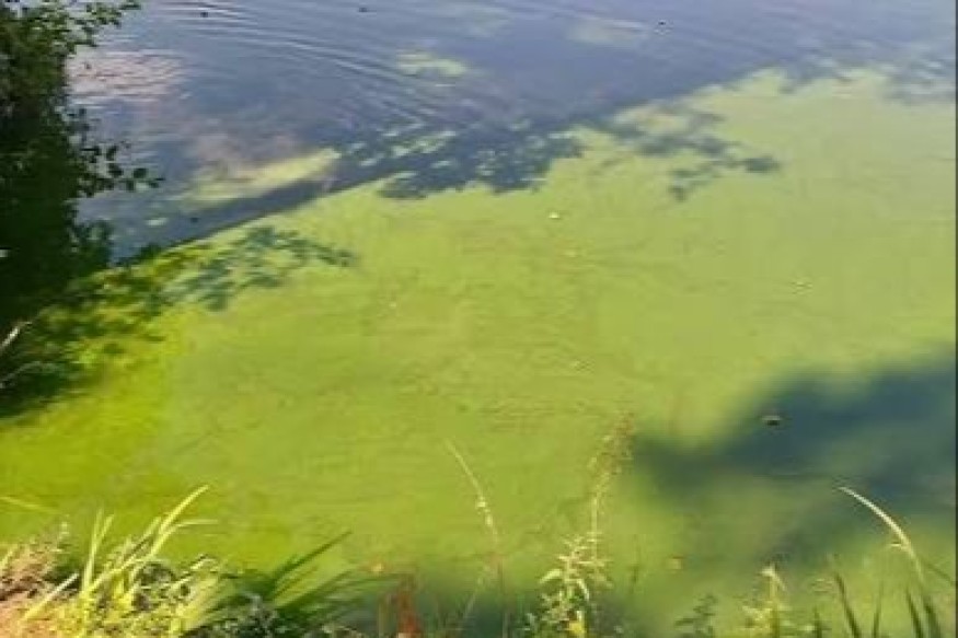 Eppe-Sauvage : Le Val Joly prévient, attention aux cyanobactéries pour vos animaux.