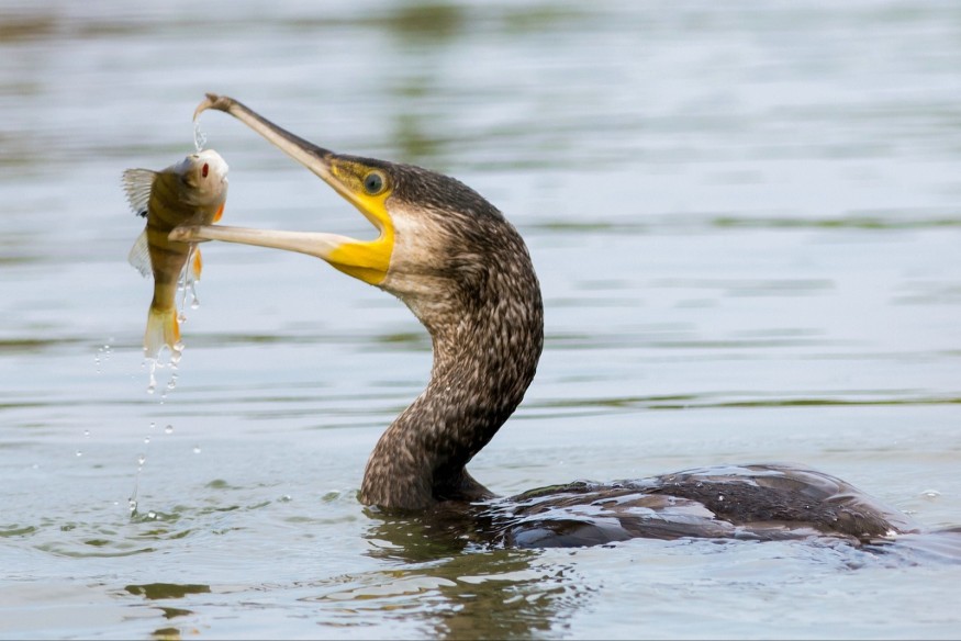 Aisne : le grand cormoran en danger ?