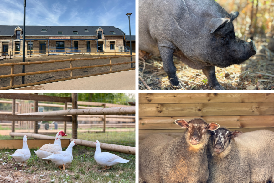 Tergnier : un nouveau lieu de promenade au milieu des animaux pour les familles.